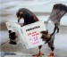 holub - príručka o tom ako srát na lidi ve 12-ich lekcích